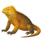 ガラパゴスリクイグアナ
