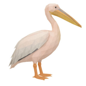 モモイロペリカン