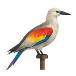 オオミズナギドリ